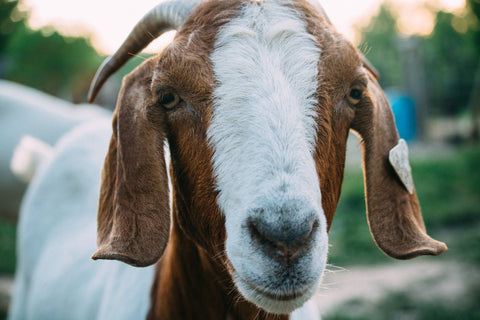 Goats 101