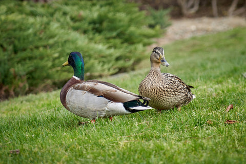 Ducks 101