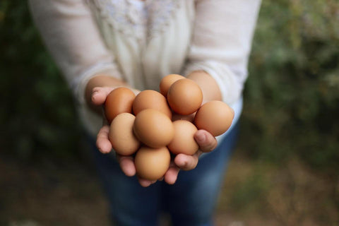 Pasture Raised Organic Eggs
