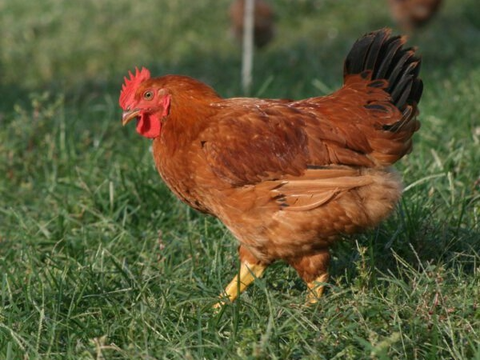 Chicken - Frozen, Whole, Freedom Ranger