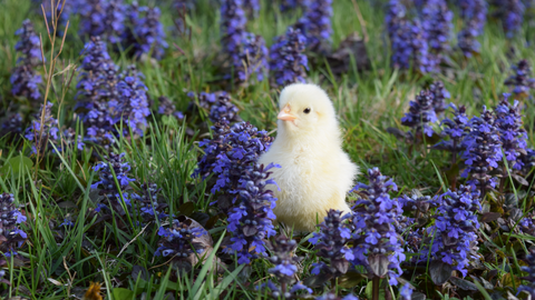 Do Happy Chickens Lay Better Eggs?