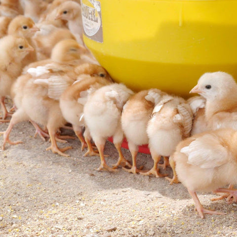 Broilers 101