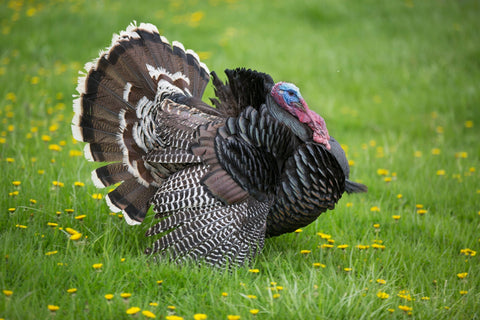 Turkeys 101