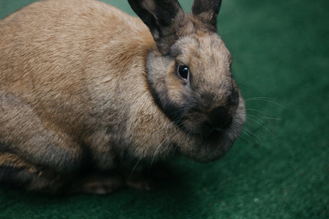 Rabbits 101