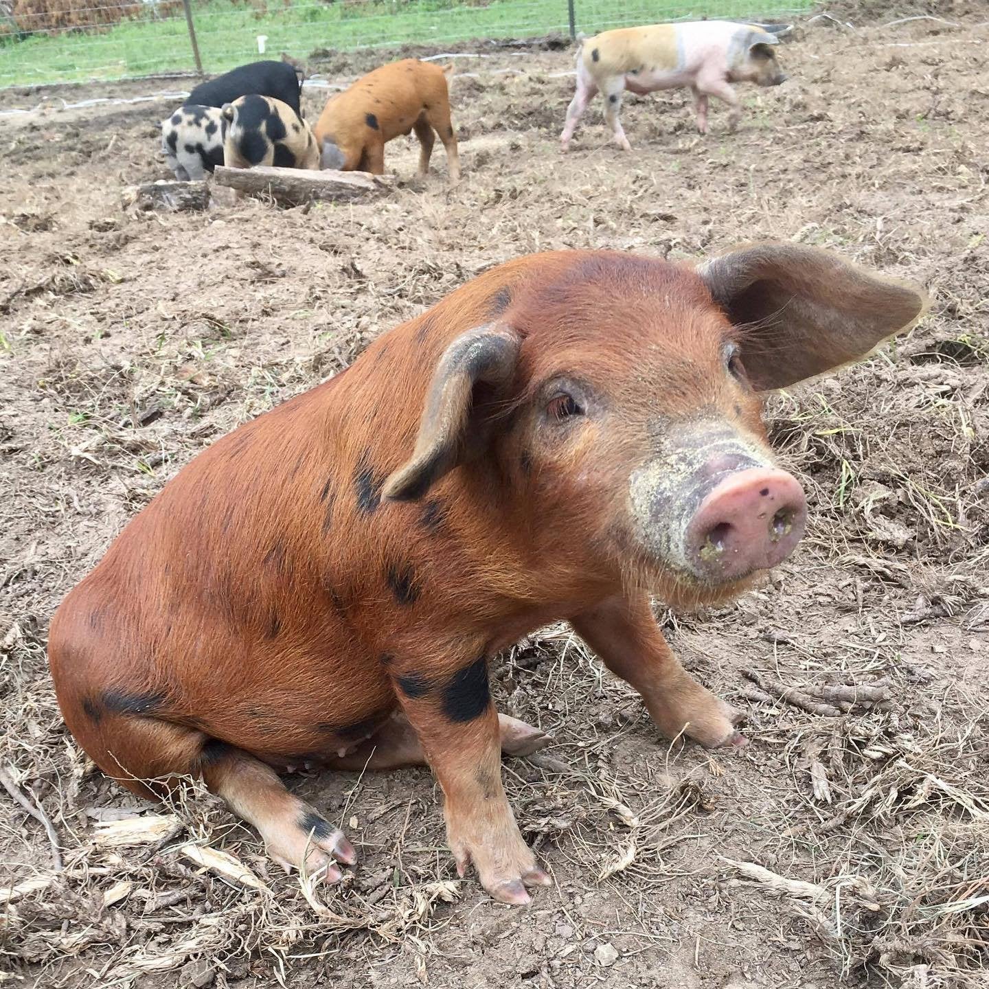 Perfect Hogs Hogs 101 – Coyote Creek Farm