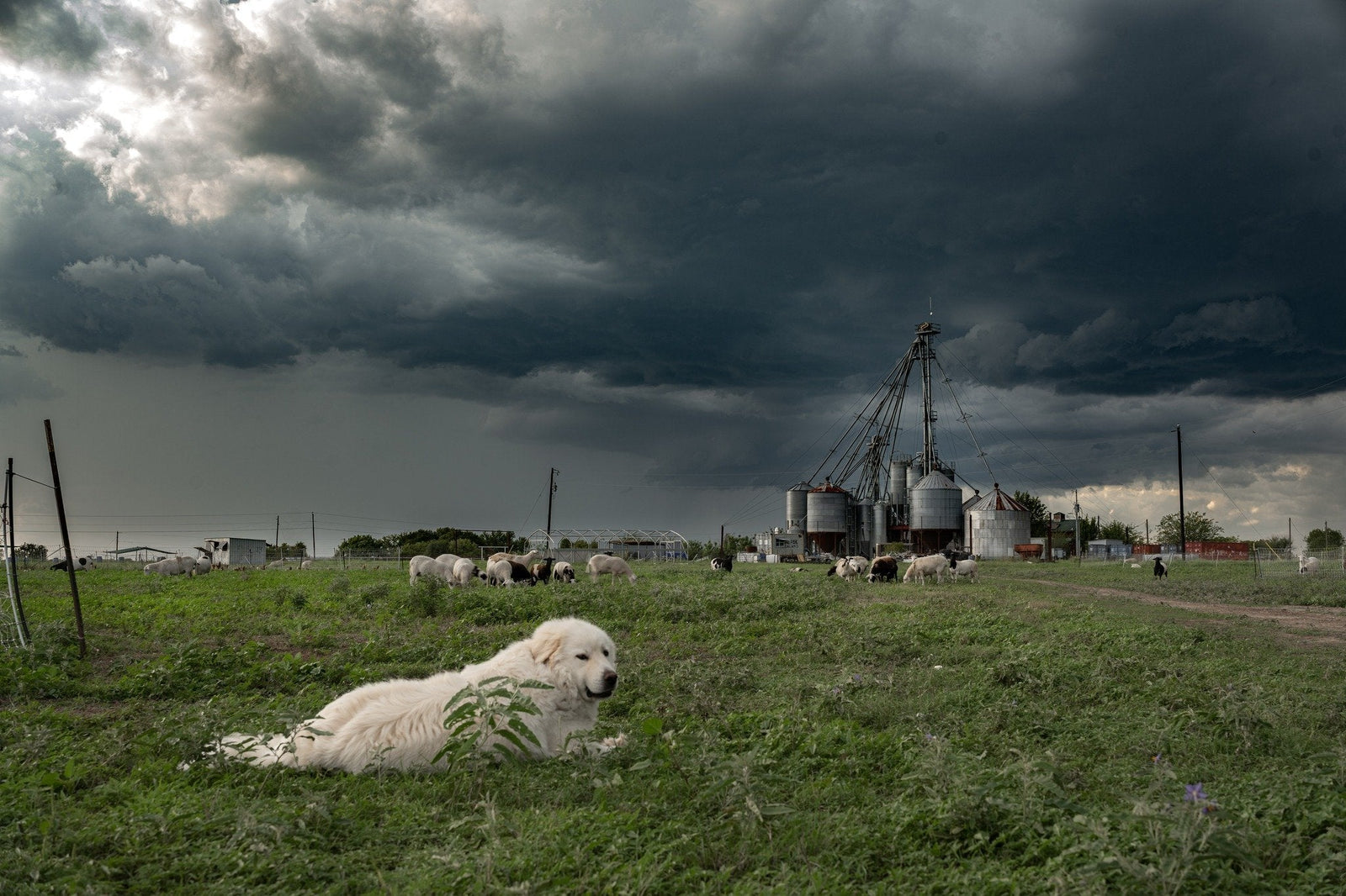 Coyote Creek Organic Feed Mill & Farm Store photo 7