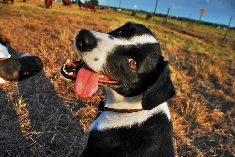 Coyote Creek Organic Feed Mill & Farm Store photo 22