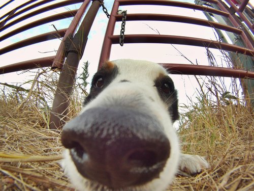 Coyote Creek Organic Feed Mill & Farm Store photo 23