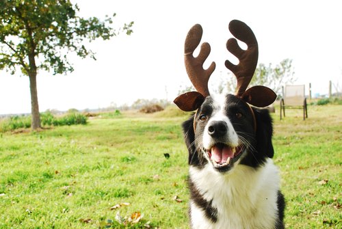 Coyote Creek Organic Feed Mill & Farm Store photo 3