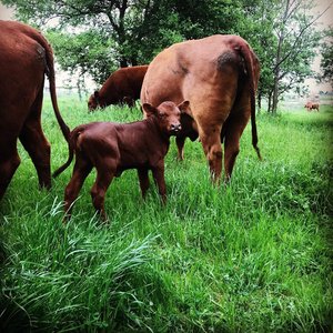 Coyote Creek Organic Feed Mill & Farm Store photo 4