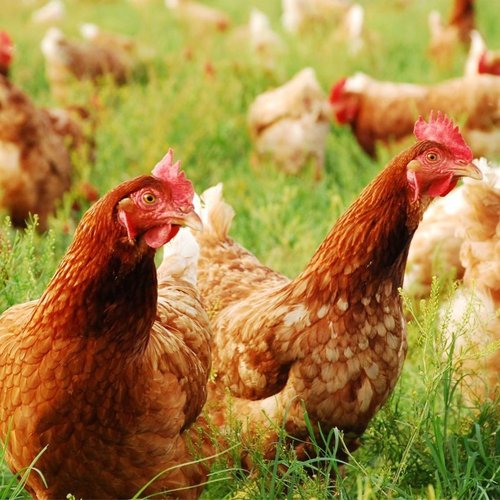 Coyote Creek Organic Feed Mill & Farm Store photo 21