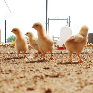 Coyote Creek Organic Feed Mill & Farm Store photo 19