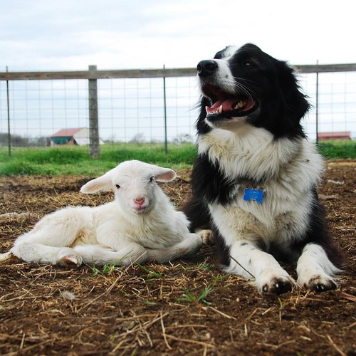 Coyote Creek Organic Feed Mill & Farm Store photo 13