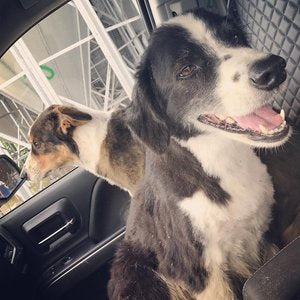 Coyote Creek Organic Feed Mill & Farm Store photo 20