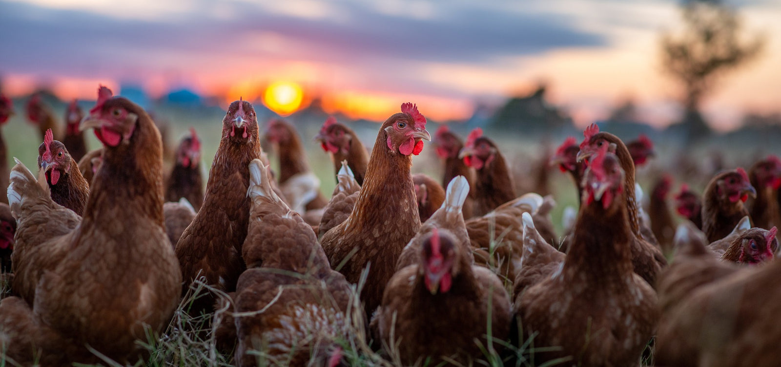 Coyote Creek Organic Feed Mill & Farm Store photo 15