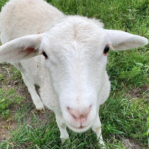 Coyote Creek Organic Feed Mill & Farm Store photo 2